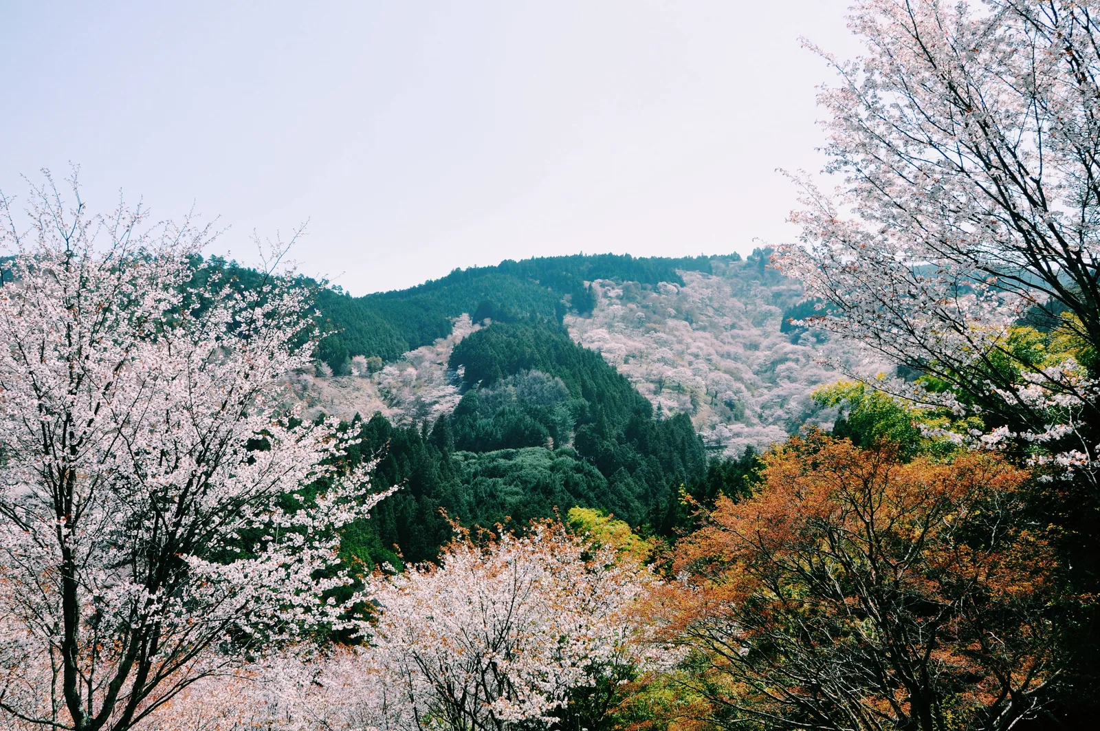 離婚後の一人旅：3月の那須